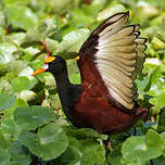 Jacana du Mexique