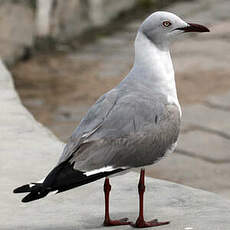 Mouette à tête grise