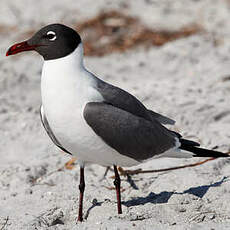 Mouette atricille