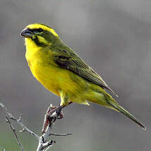 Serin de Sainte-Hélène