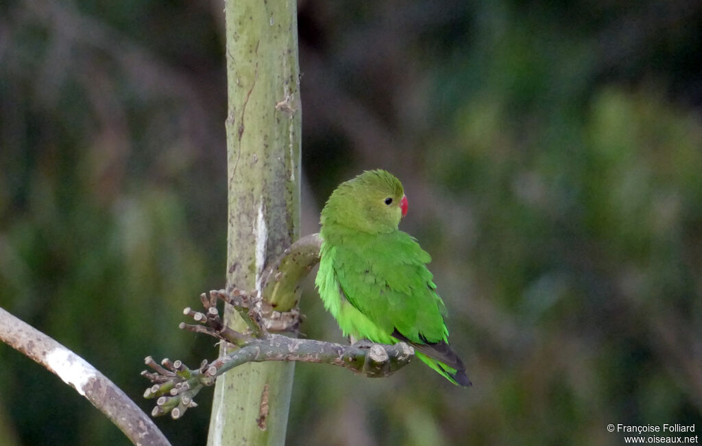 Black-winged Lovebird