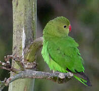 Black-winged Lovebird