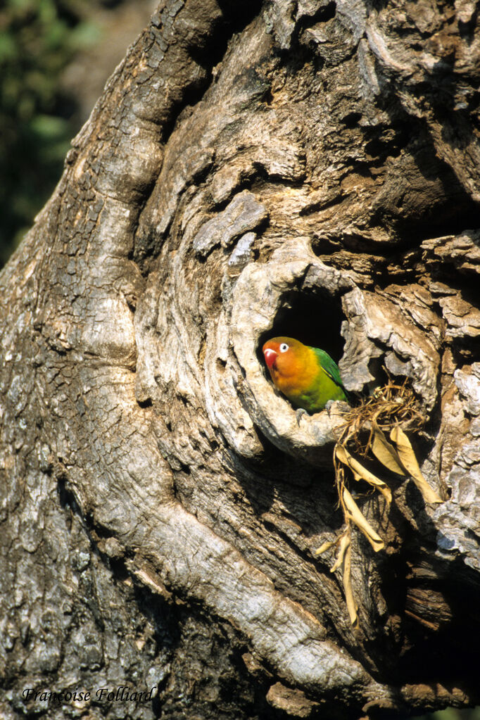 Fischer's Lovebirdadult, identification, Reproduction-nesting