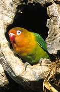 Fischer's Lovebird