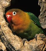 Fischer's Lovebird