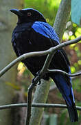 Asian Fairy-bluebird