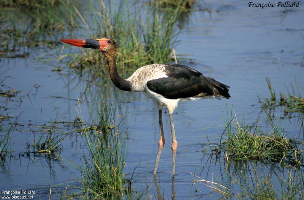 Jabiru d'Afriqueimmature, identification