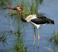 Saddle-billed Stork