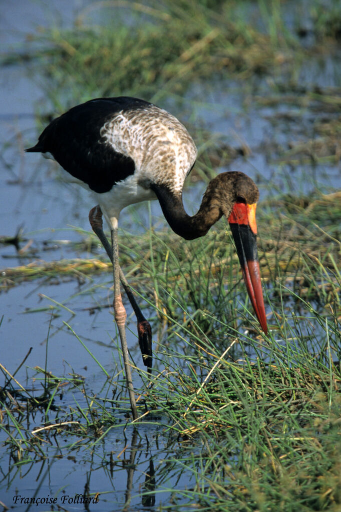 Saddle-billed Storkadult, identification, feeding habits