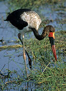 Saddle-billed Stork