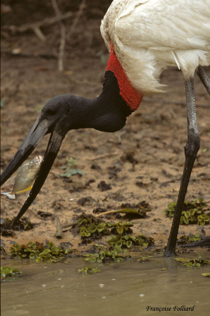 Jabiru d'Amériqueadulte, identification, régime