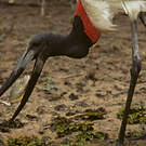 Jabiru d'Amérique