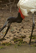 Jabiru