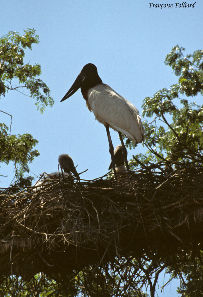 Jabiru d'Amérique, Nidification