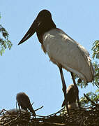 Jabiru