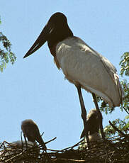 Jabiru d'Amérique