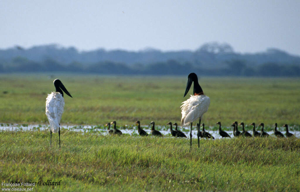 Jabiru d'Amériqueadulte, habitat