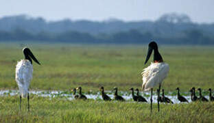 Jabiru d'Amérique