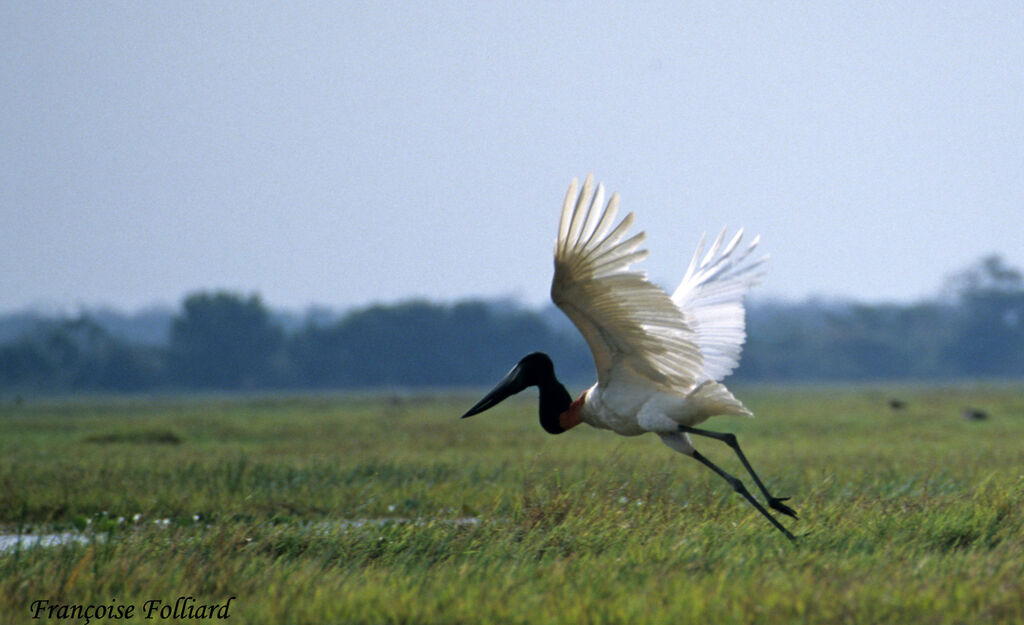 Jabiruadult, Flight