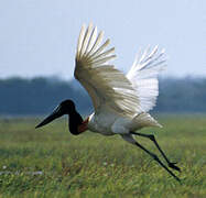 Jabiru