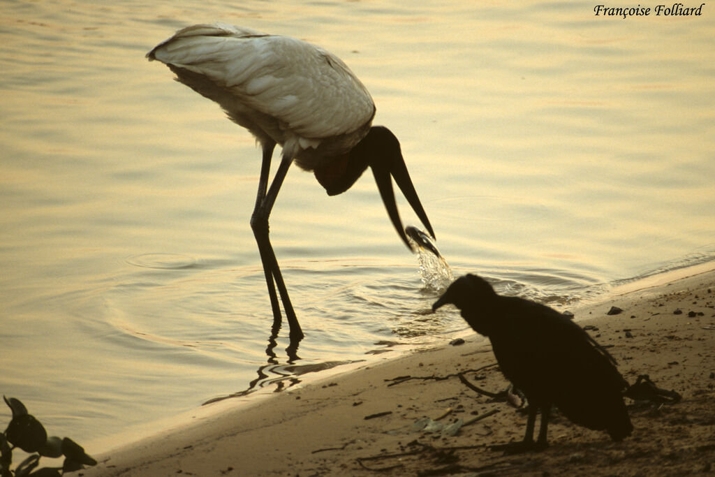 Jabiru d'Amériqueadulte, identification, régime