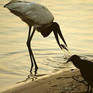 Jabiru d'Amérique