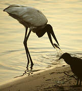 Jabiru