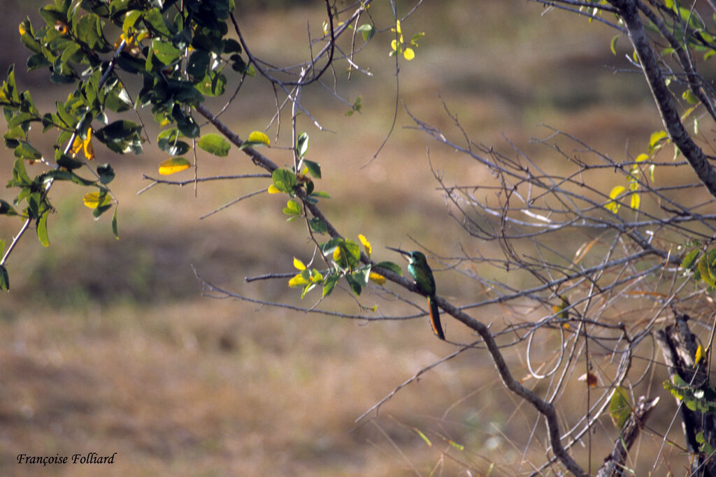 Rufous-tailed Jacamar, identification