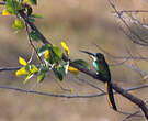 Jacamar à queue rousse