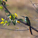 Jacamar à queue rousse