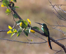 Rufous-tailed Jacamar