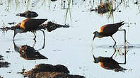 Jacana à poitrine dorée