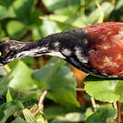 Jacana du Mexique