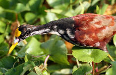 Jacana du Mexique