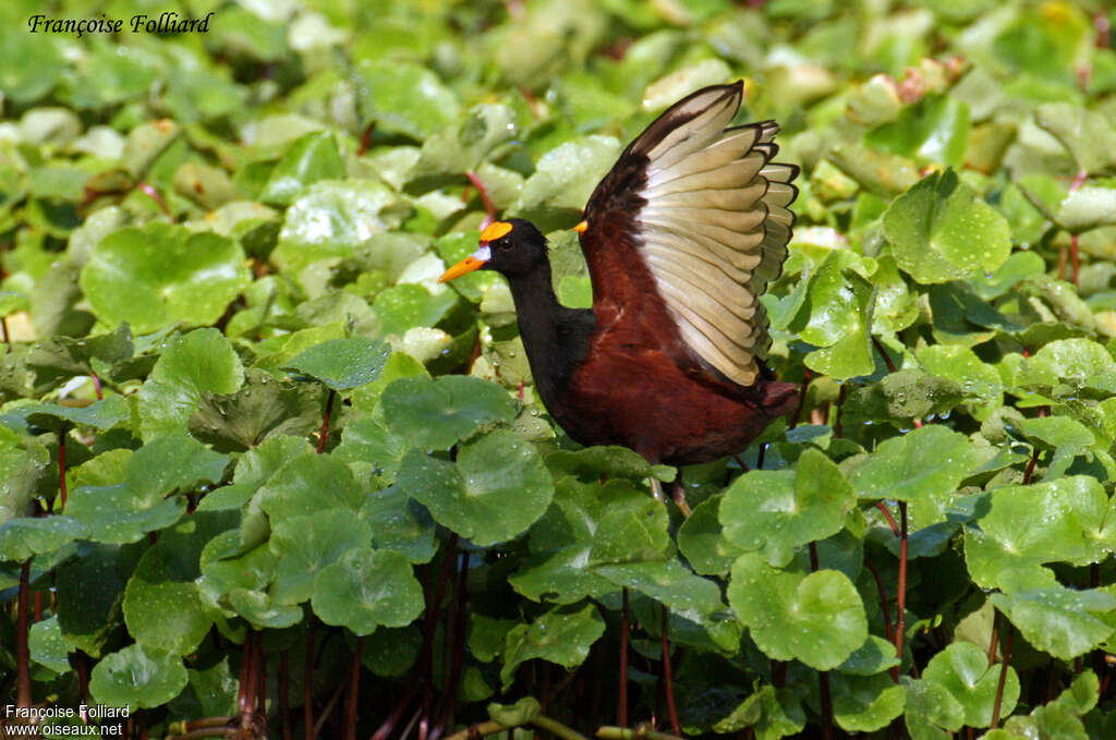 Jacana du Mexiqueadulte, Comportement