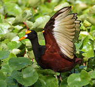 Jacana du Mexique