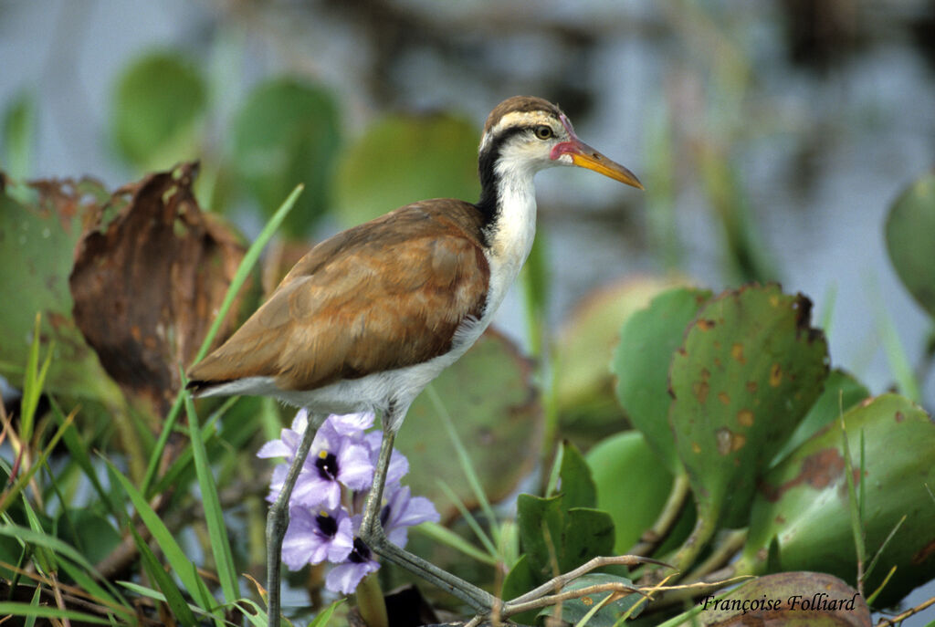 Wattled Jacanaimmature, identification, Behaviour