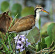 Jacana noir