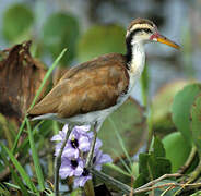 Wattled Jacana