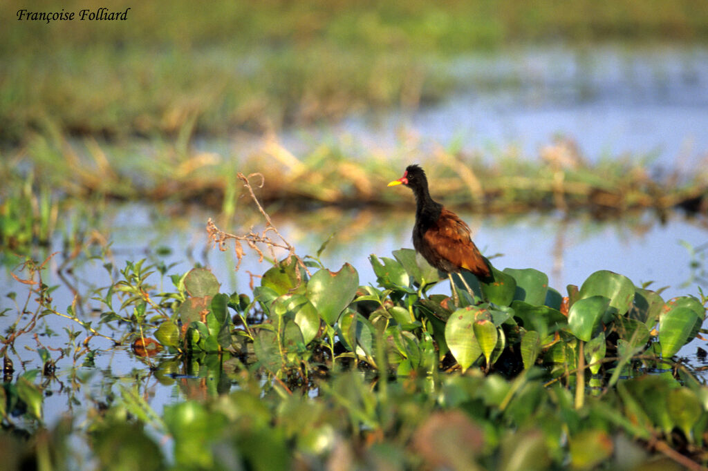 Wattled Jacana male adult, identification, Behaviour