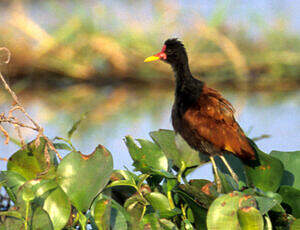 Jacana noir