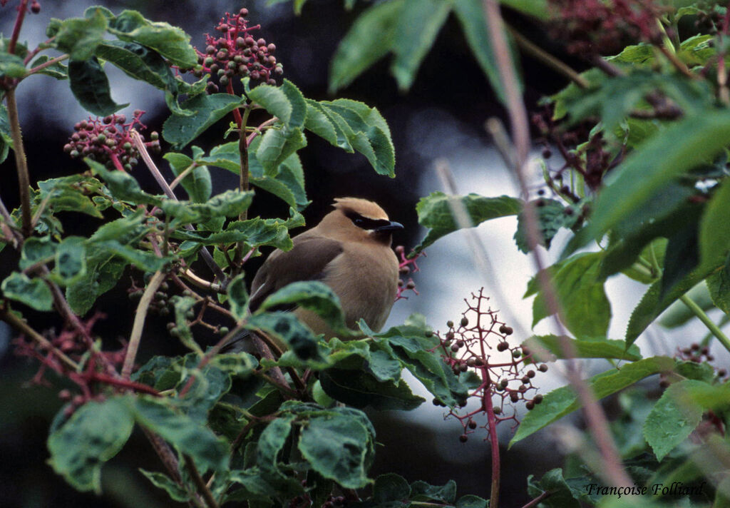 Cedar Waxwingadult, identification, feeding habits