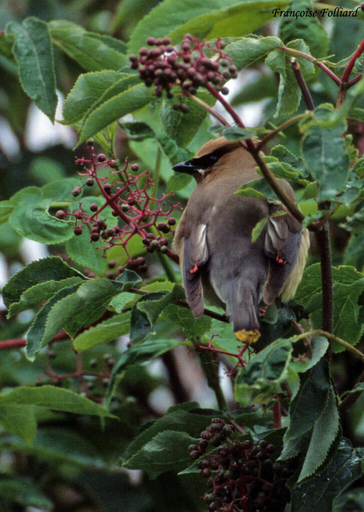 Cedar Waxwingadult, identification, feeding habits