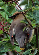 Cedar Waxwing