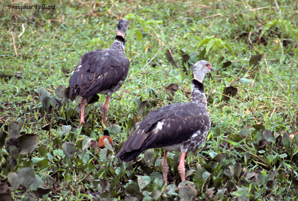 Southern Screameradult, identification