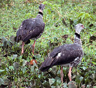 Southern Screamer