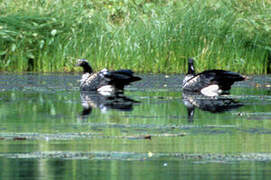 Horned Screamer