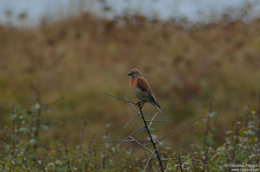 Common Linnet