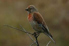 Common Linnet