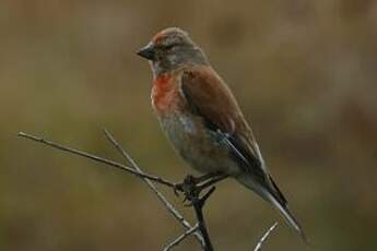 Linotte mélodieuse